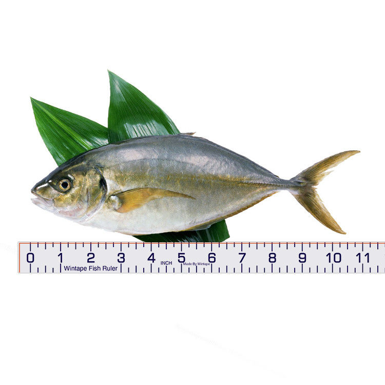 Wintape Inches Waterproof Adhesive Tape With Large Marking For Fish Size Measuring